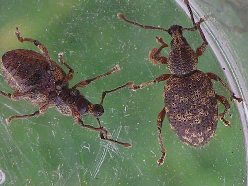 Otiorhynchus sp.